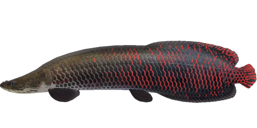 Arapaima