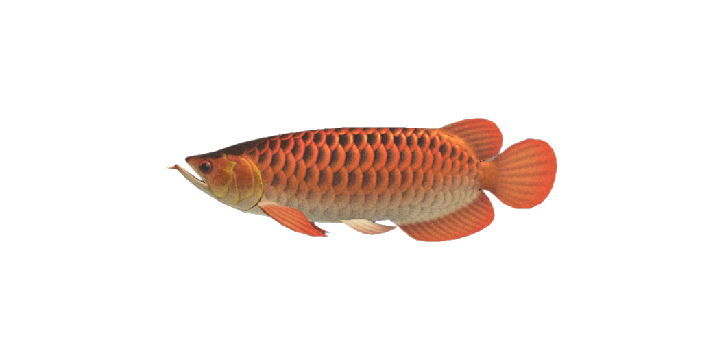 Arowana