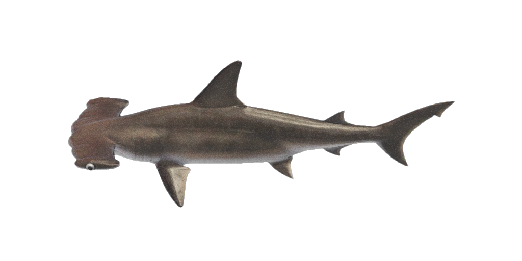 Hammerhai