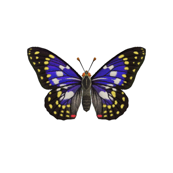 Japan-Schillerfalter