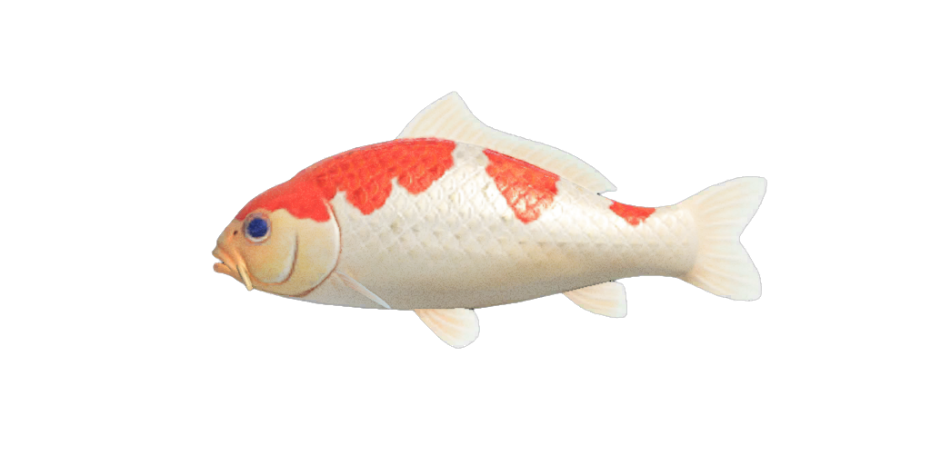 Koi-Karpfen