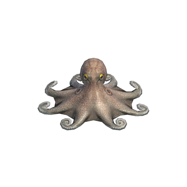 Oktopus