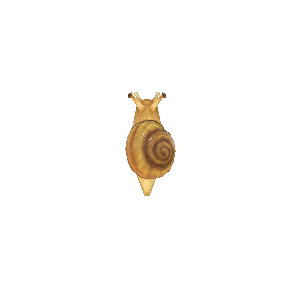 Schnecke