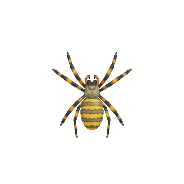 Spinne