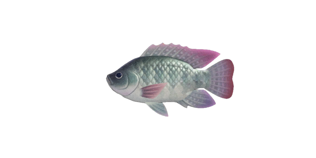 Tilapia